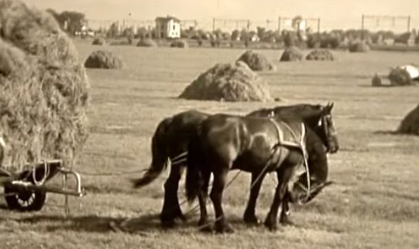 Documentary: The Friesian Horse