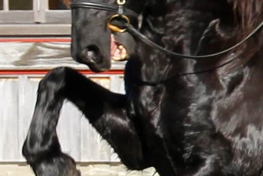 NZ First Friesian has passed