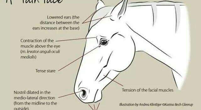 Assessing pain in horses